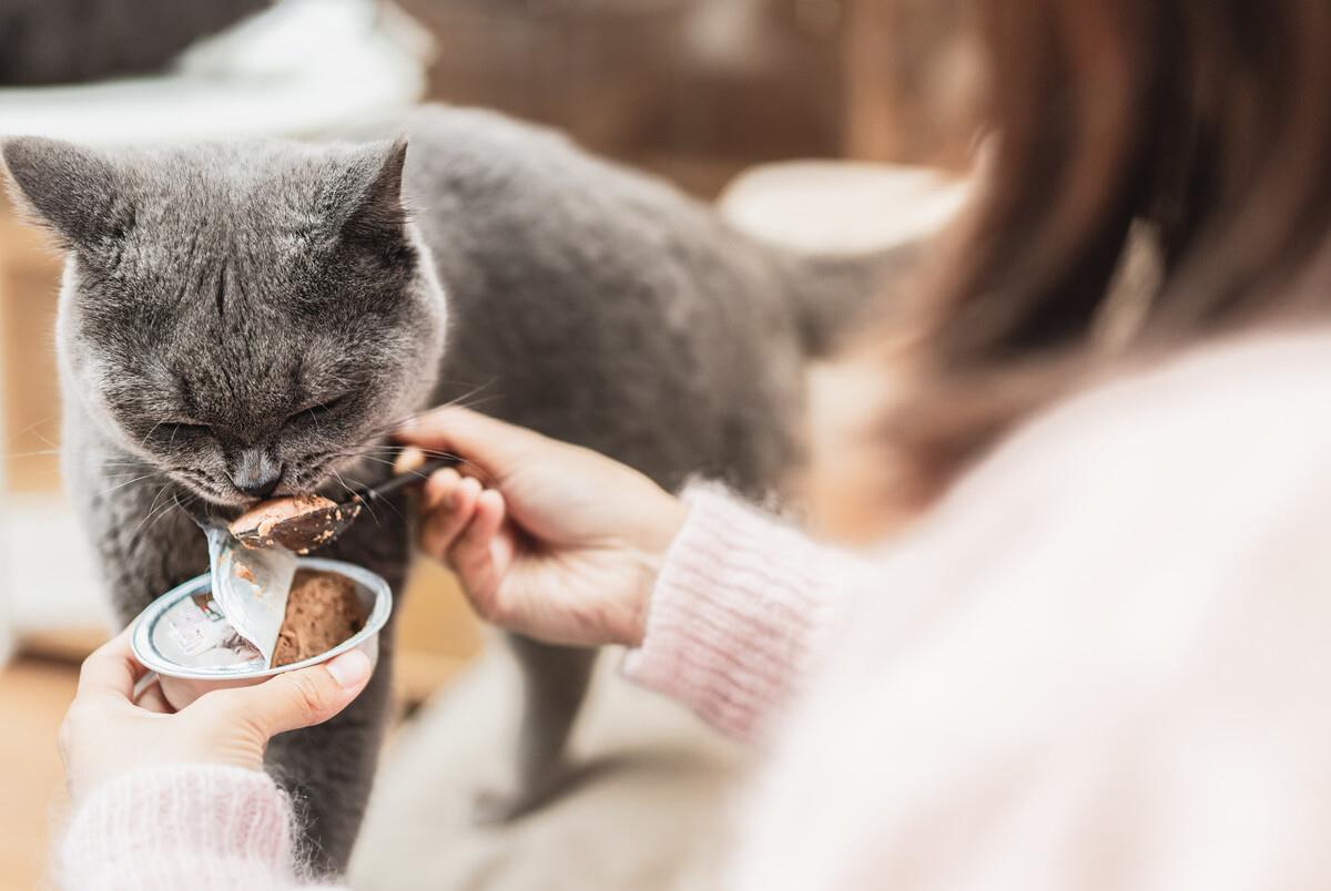 养英短的好处,养英短的好处和坏处