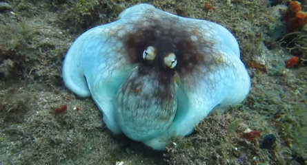 科学家认为章鱼是外星生物 (多位科学家怀疑章鱼是外星生物)