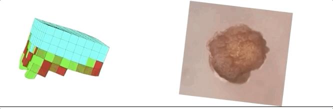 全球首个活体机器人拥有自愈能力,全球首个可繁殖活体机器人问世