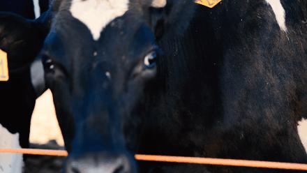 魔音贯耳席卷而来,魔音贯耳唱歌