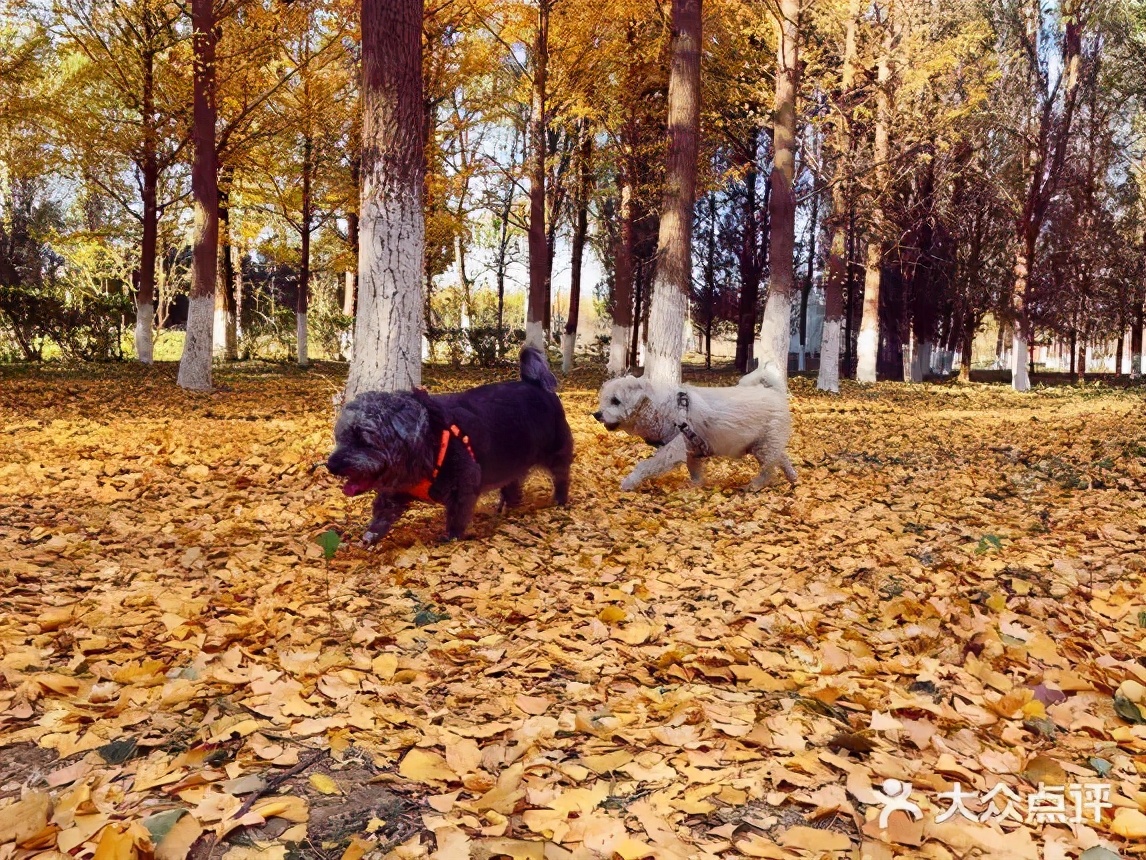 北京可以带宠物好玩的地方,北京宠物公园