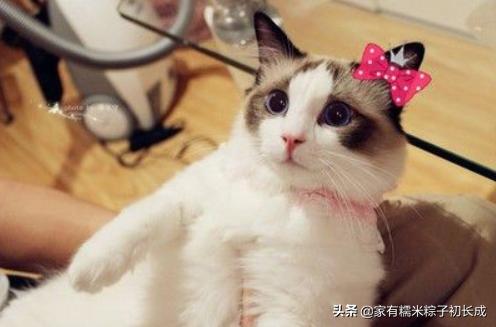 家里母猫正在生幼崽怎么处理,如何在家都能判断母猫是否怀孕