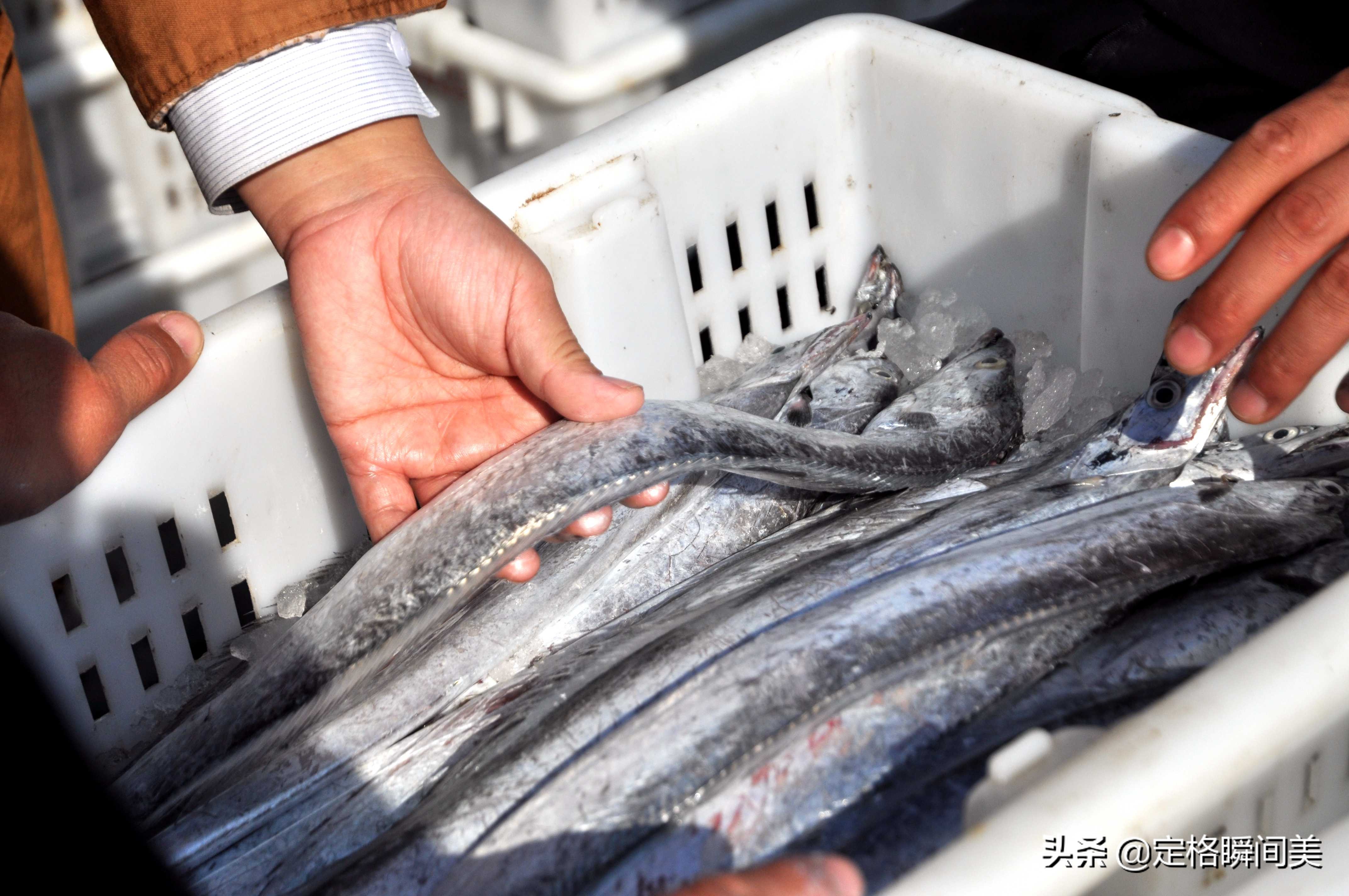 青岛开海海鲜种类,青岛开海后的海鲜价格