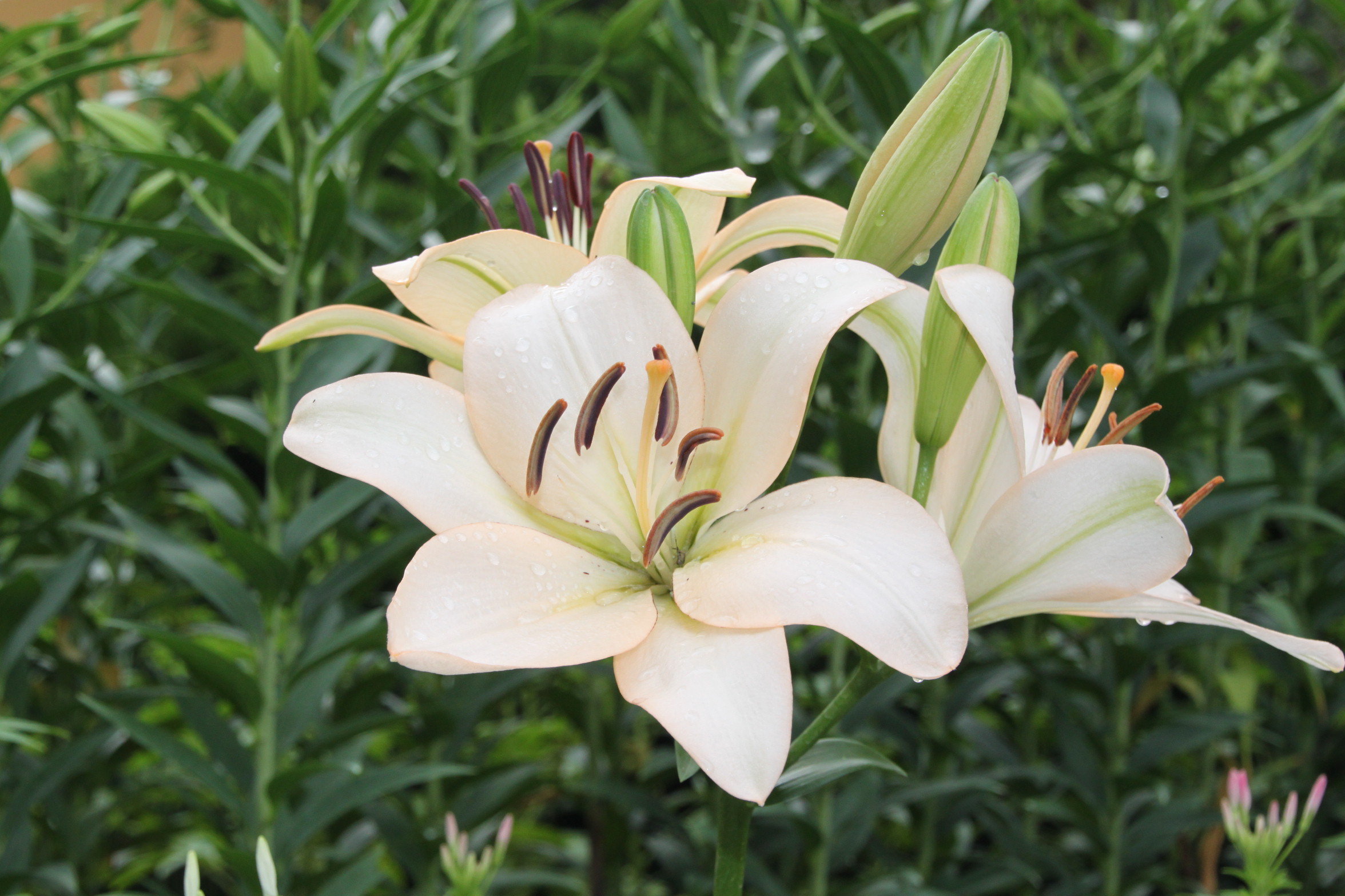 百合病有什么危害和症状图片大全,百合病害如何治疗好得快一点