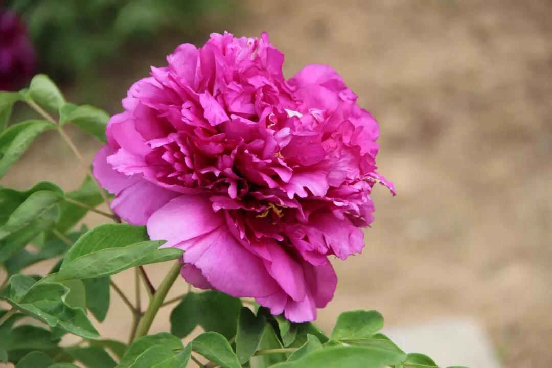 神奇的传说古老的传说,神奇的传说完整版