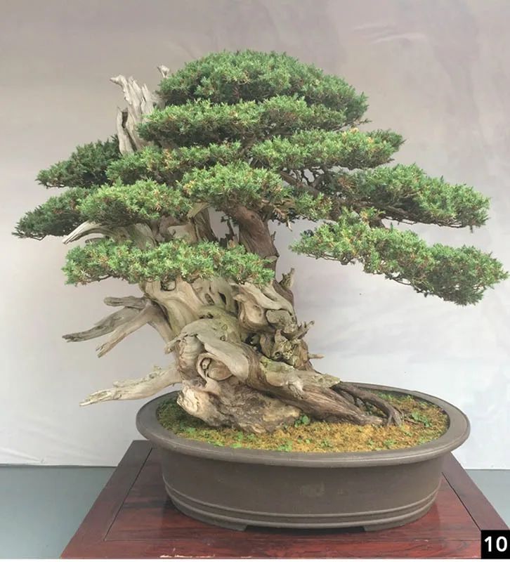 盆景修行,学习盆景技术最好的书