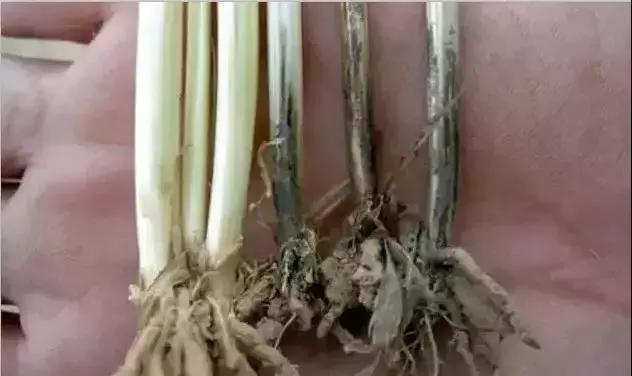 小麦黄化死苗是什么原因,小麦黄化死棵怎么处理