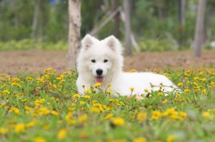 狗狗第一次来例假的注意事项,狗狗来月经了要注意什么事项