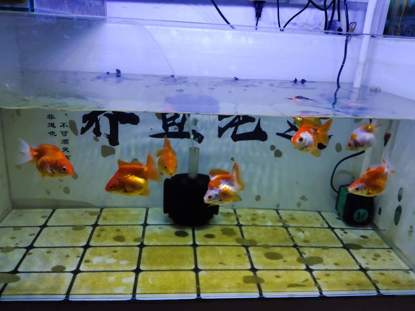 鱼缸水面上的泡沫什么样属于正常,鱼缸水面漂浮多少泡沫需要清理