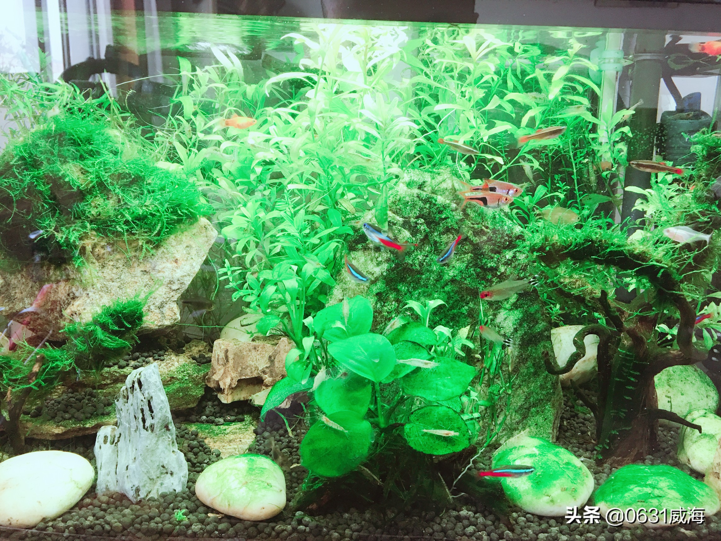 鱼缸水草溶叶是什么原因,九冠水草溶叶是什么原因