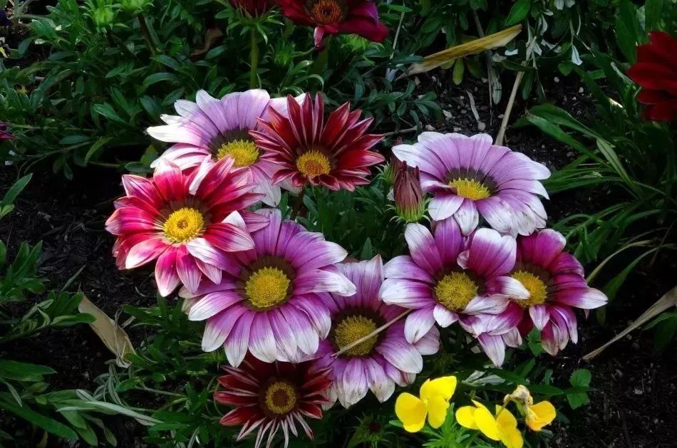 看到花的时候,不知是什么花?那就收下这份百花图谱