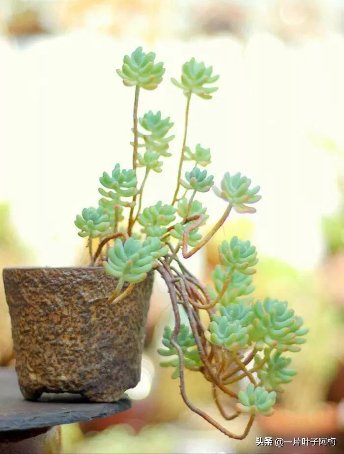 哪些多肉适合养老桩?多肉老桩摆窗台最精致了,看一眼就忘不了