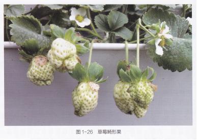 高产的高架草莓无土栽培技术,有机草莓的大棚种植与管理技术