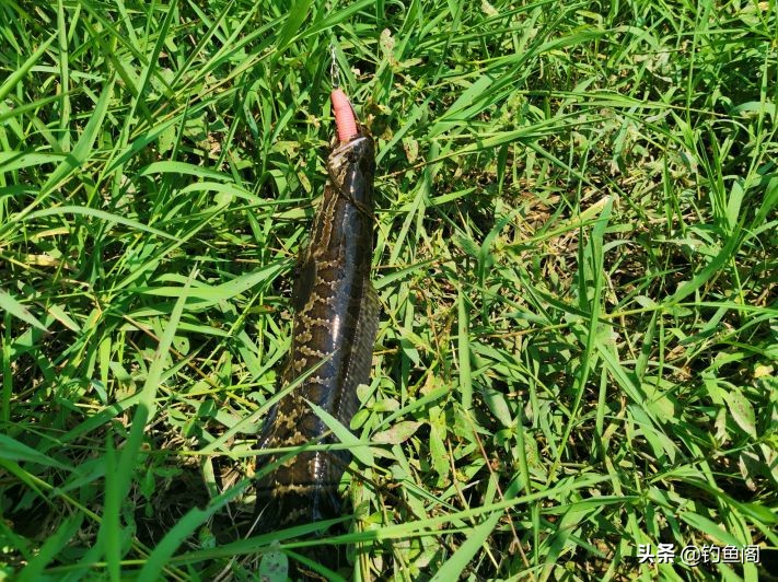 路亚黑鱼雷蛙与主线的连接方法,路亚钓黑鱼雷蛙的方法与技巧