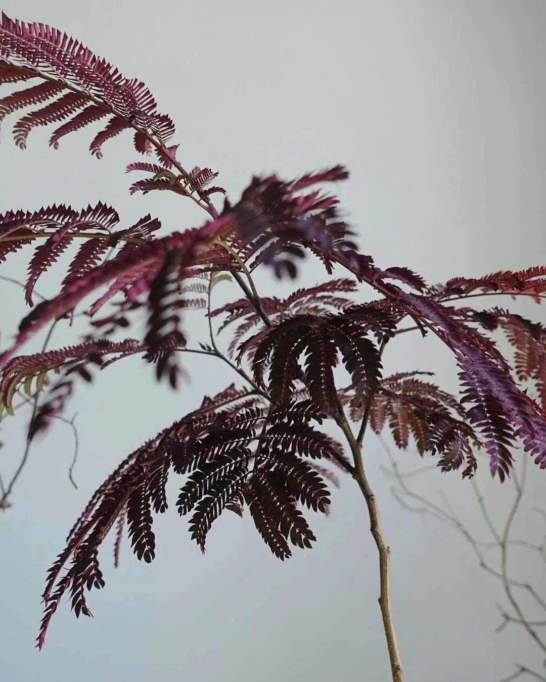 网红必备的高颜值绿植,ins风的网红绿植