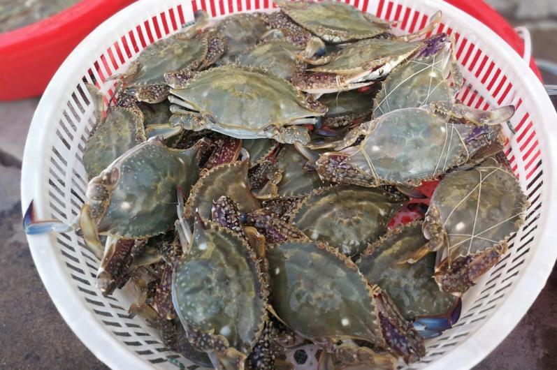 青岛老渔民教你如何挑肥螃蟹,买螃蟹的方法和技巧