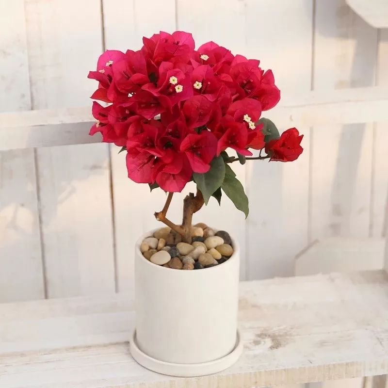 冬天一定要养的十种花,冬天养花养哪些植物好看