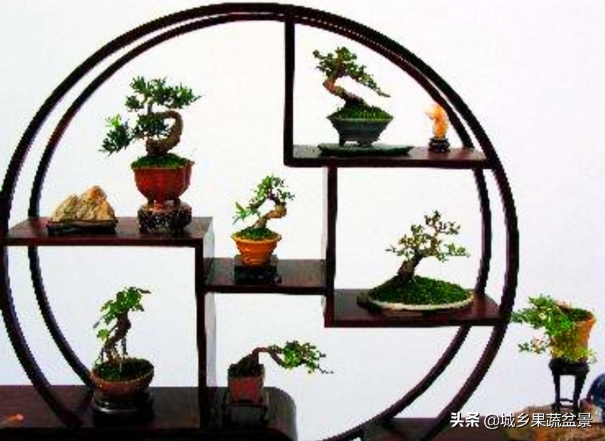 三十多年经验教你制作掌上树桩盆景，形态小巧，造型玲珑别致