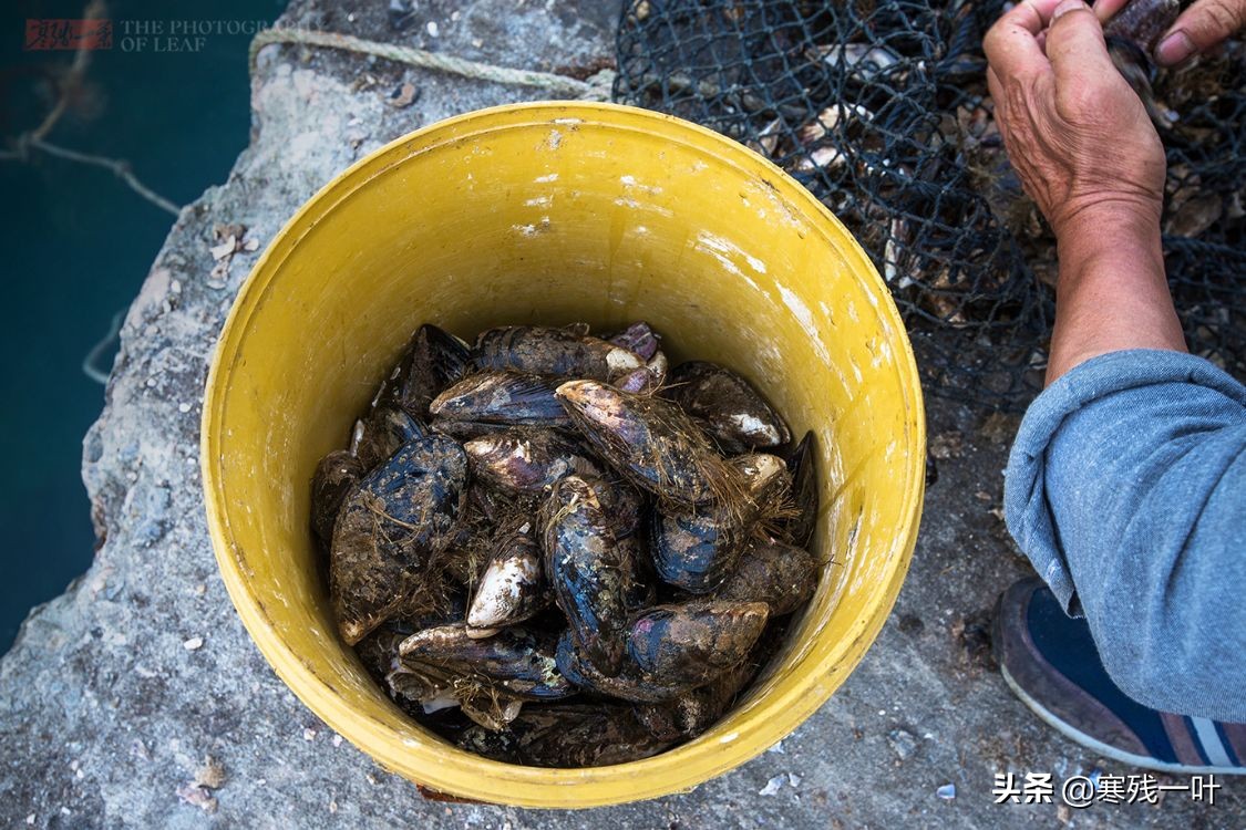 渔山岛船票价,浙江渔山岛来回船票