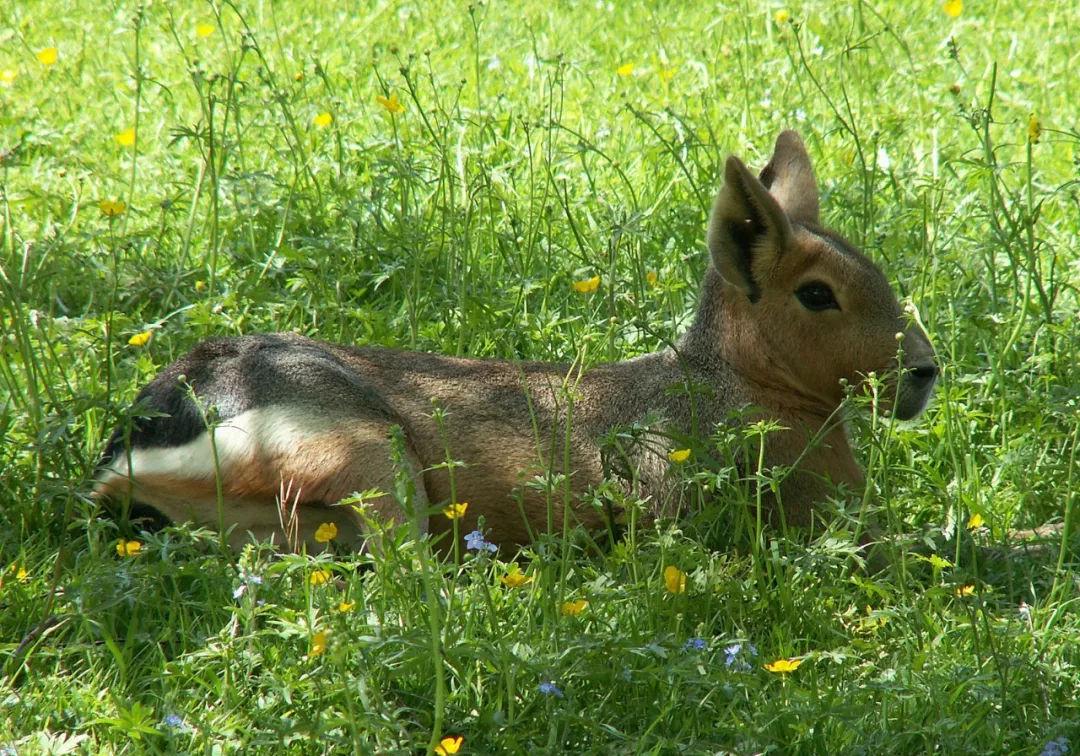 阿根廷发现神秘袋鼠,阿根廷出现神秘的袋鼠