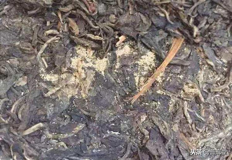 熟普洱茶有轻微发霉还能喝吗,普洱茶发霉还能喝吗