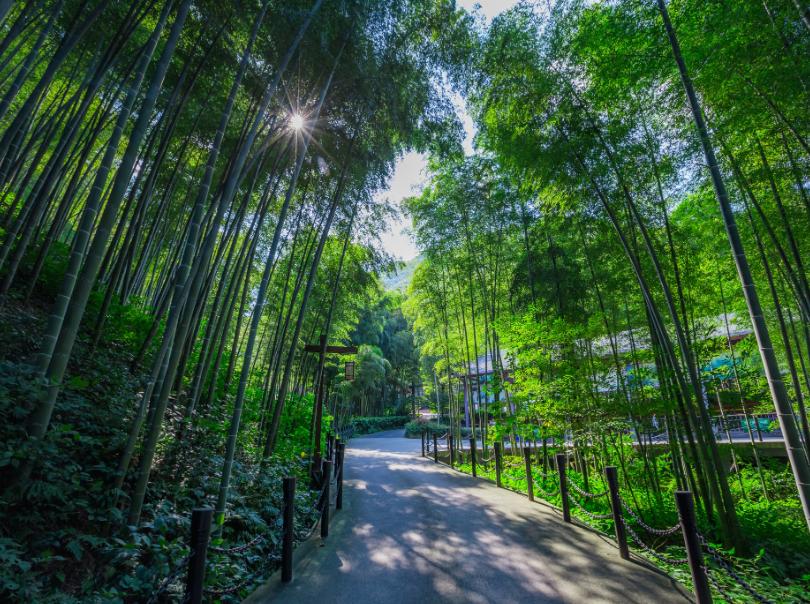 中国大竹海和蜀南竹海,中国最美南山竹海