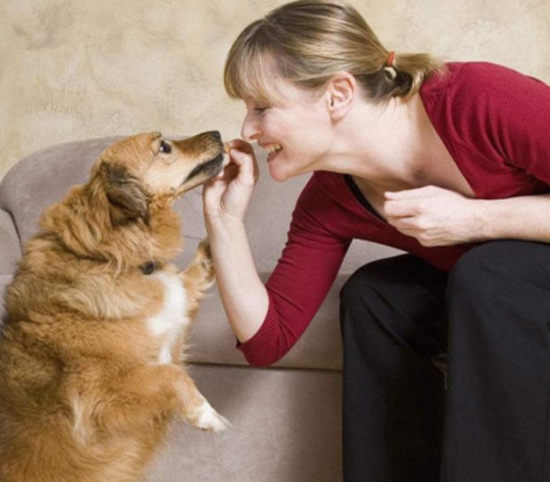 狗狗老是扑人抓人怎么训,狗狗总挑衅其他狗怎么办