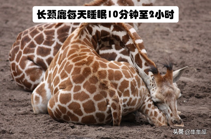 一些不知道的关于动物的小知识,关于动物的十个冷知识