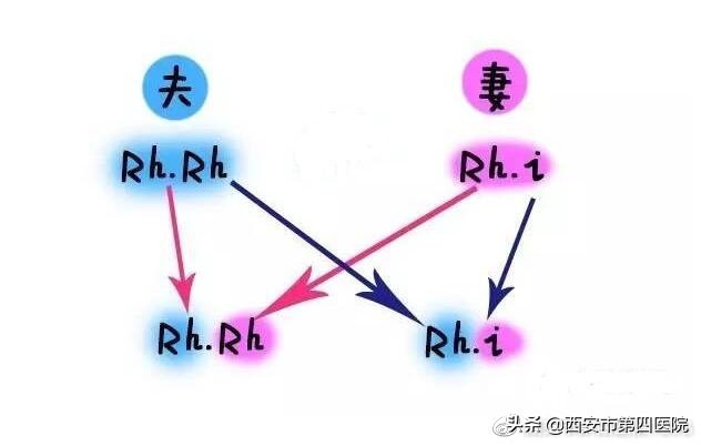 科学家发现熊猫曾经是什么,专家科普熊猫