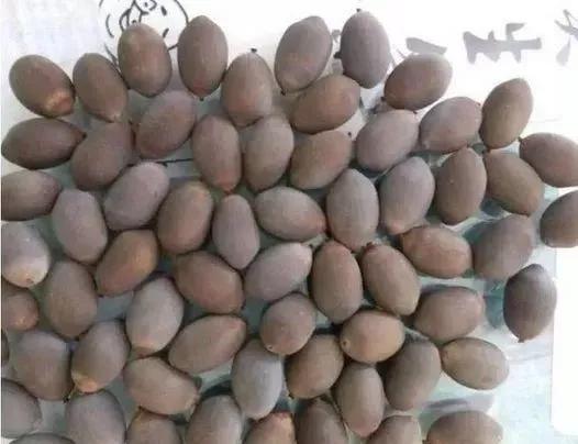 2元一个莲蓬手串,2块钱的莲子手串