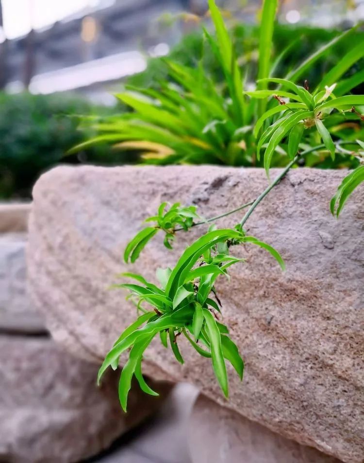 漫随天外云卷云舒免费,漫随天外云卷云舒抖音