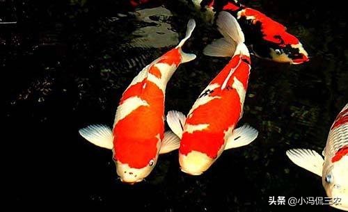 如何养好锦鲤初学者,锦鲤日常饲养及疾病预防