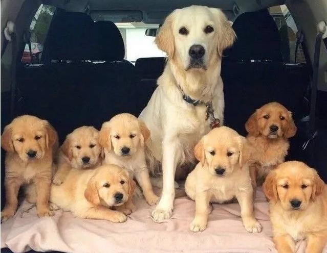 土狗怎么挑选狗王,六个小土狗如何挑狗王