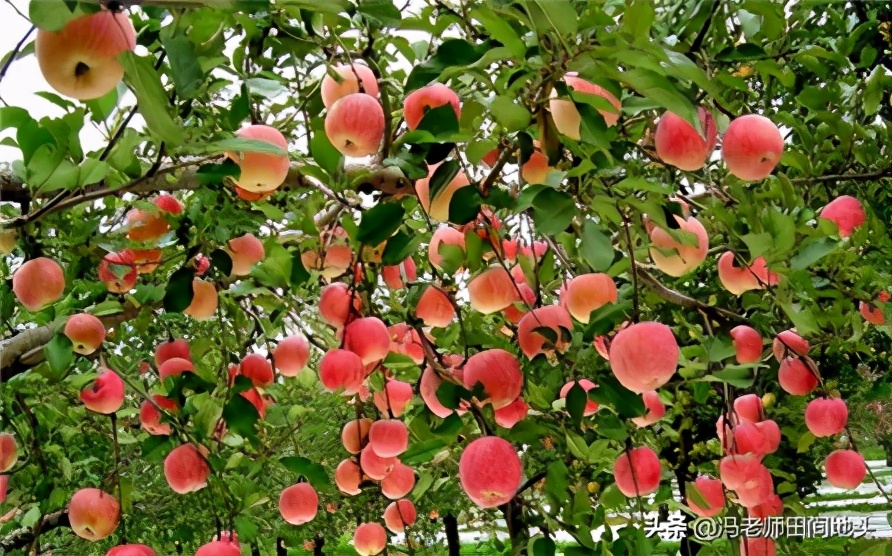 氯溴异氰尿酸-“杀菌王”？看看有30年实践经验的冯老师怎么说