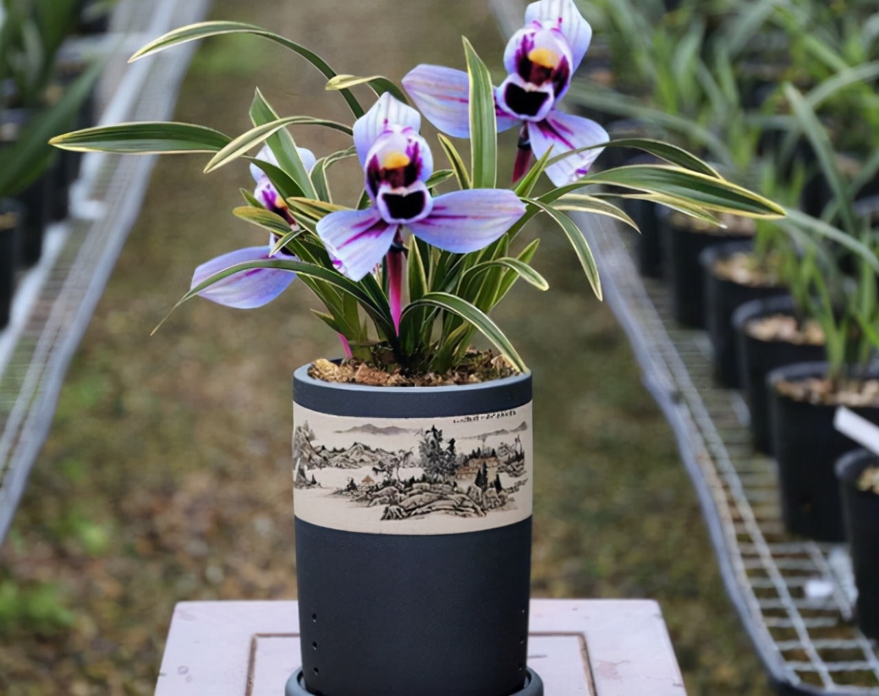 花开紫色的叫什么兰,紫月兰四季开花重瓣红玫瑰