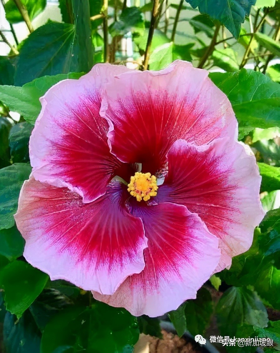 扶桑花和木槿花的区别图片,扶桑木槿花图片