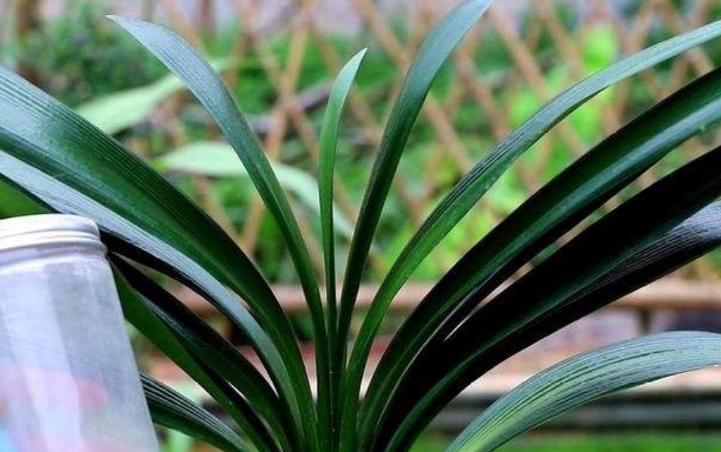 养君子兰需要什么土,养君子兰应该施什么肥