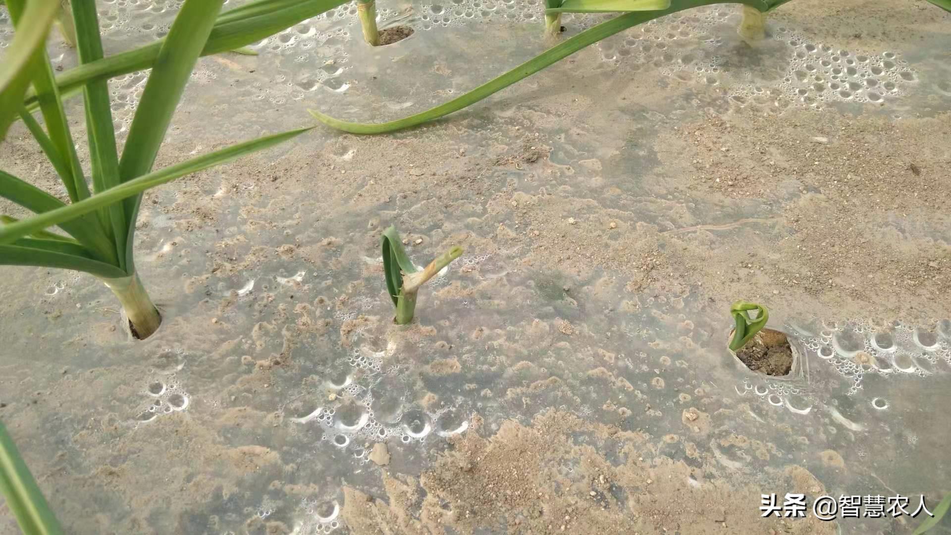 春季大蒜苗长得太旺影响产蒜头吗,栽蒜的大蒜苗发黄是什么原因