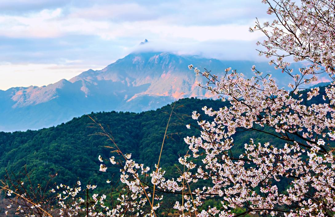 广东看樱花旅游景点推荐,广东樱花打卡景点