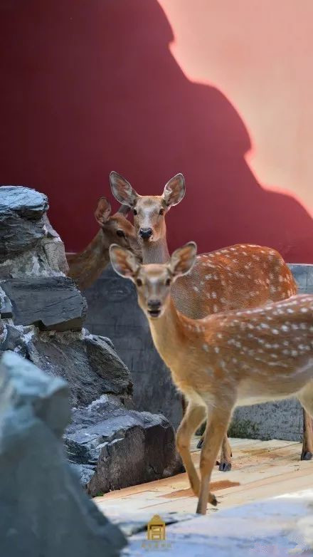 故宫最新的一日游最佳攻略,详细攻略带你游遍故宫