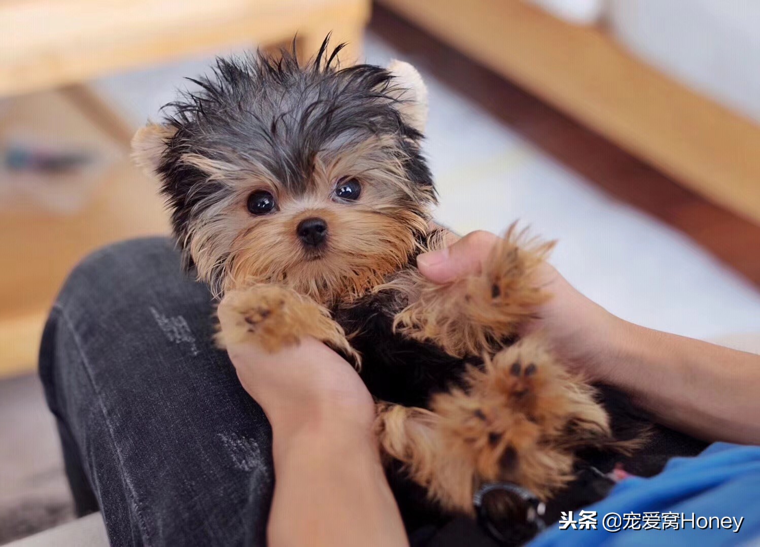 约克夏适合新手养狗吗,想养狗子又怕狗