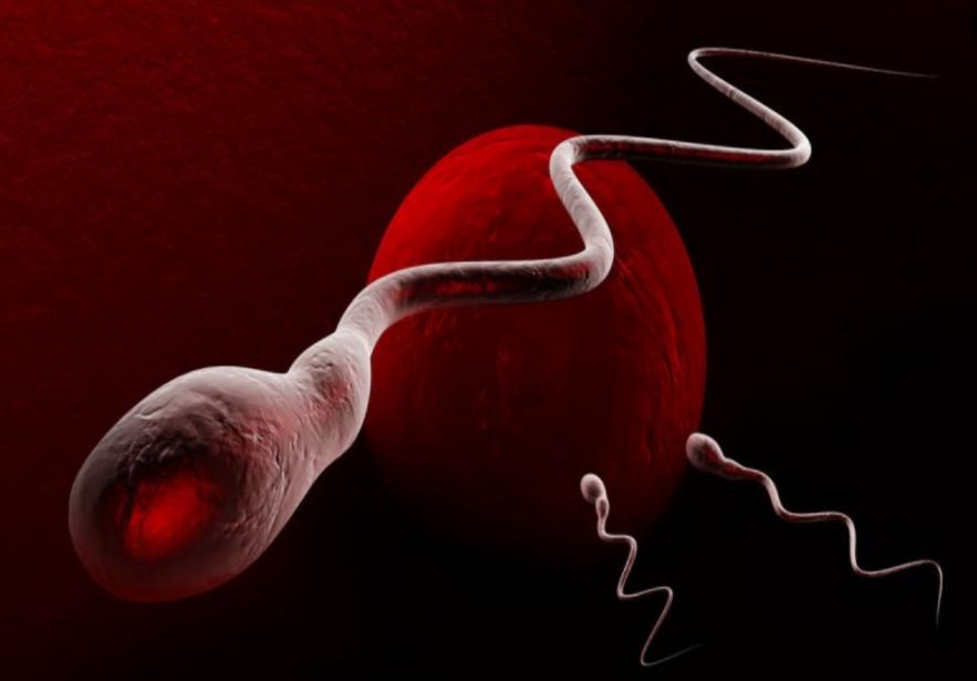 生命是怎么孕育的,生命是如何繁衍的