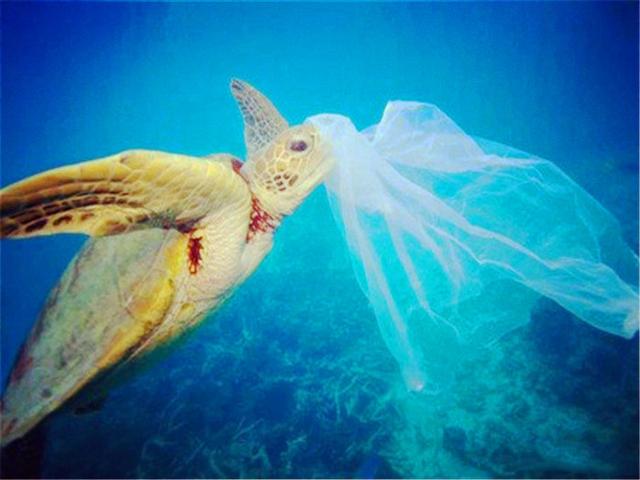 海狮在渔网里,海狮是一直在水下生存吗