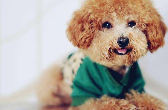 贵宾犬初次养几只合适呢,贵宾犬小型犬养的时候有什么建议