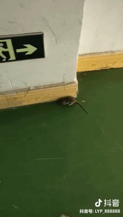 鏅氫笂鐫¤绐佺劧琚汉鎶撲激,瑗垮畨25宀佸コ瀛╄鐚姄浼ゅ悗姝讳骸