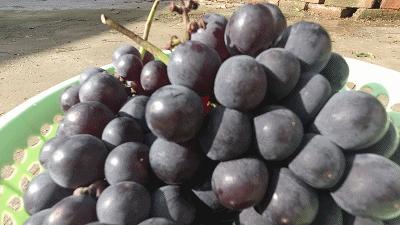 制作葡萄酒多久过滤掉残渣,法国葡萄酒制作发酵的全过程