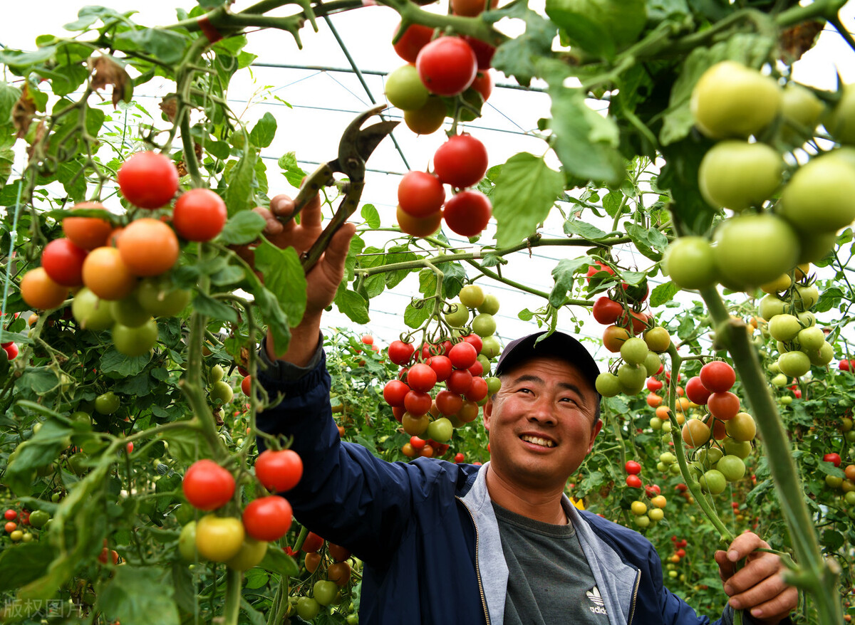 闲置房屋种植蔬菜怎么赚钱,种植蔬菜赚钱