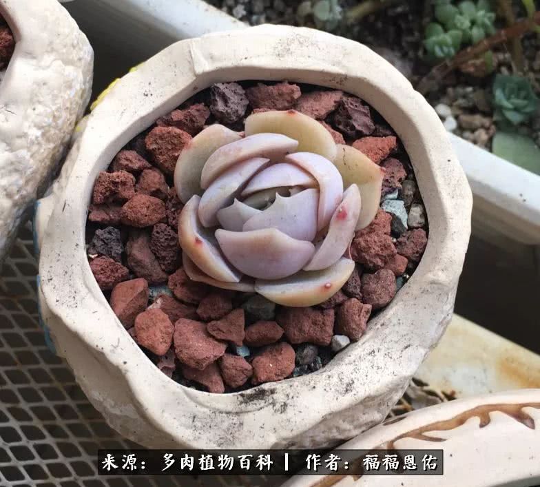 买买买，千里迢迢来相见，新的多肉成员来啦！