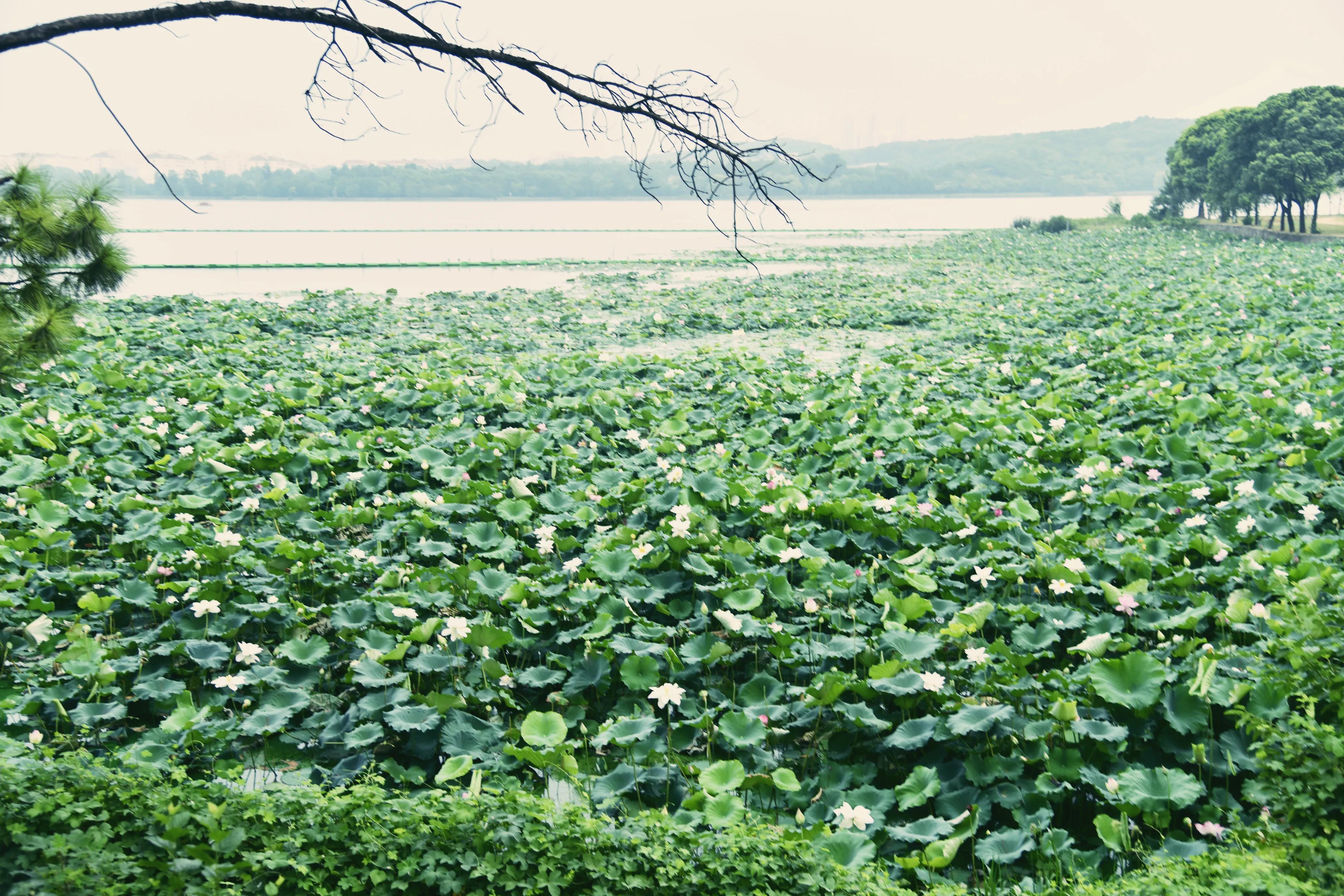 武汉大学中国最美学校,最美校园武汉大学