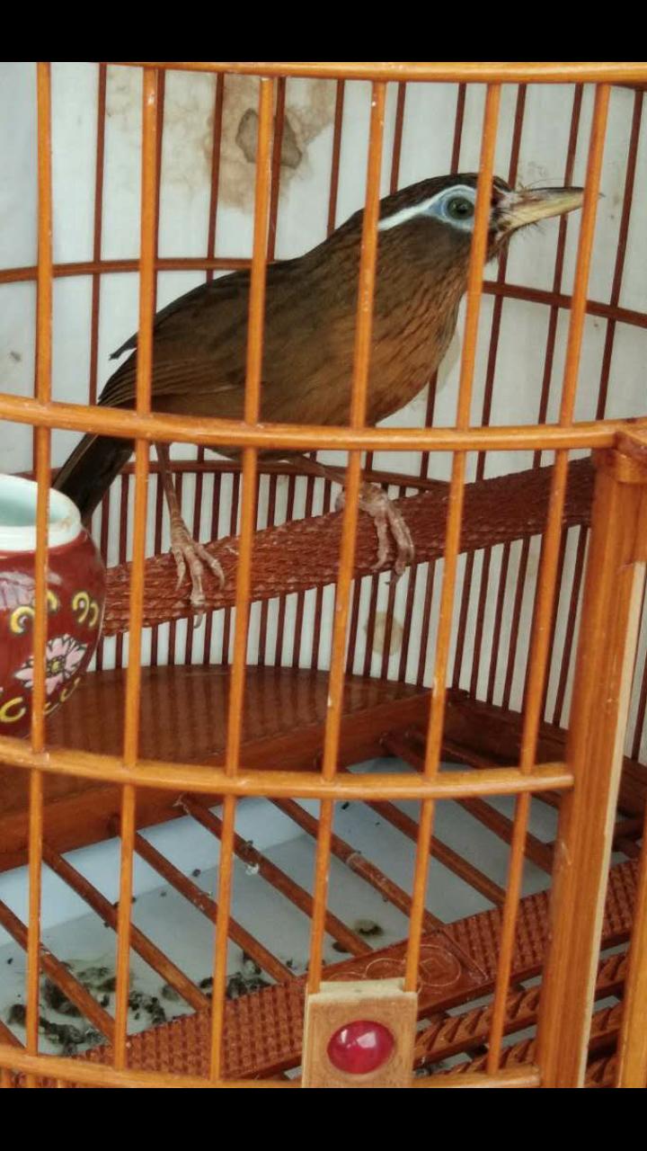 老山画眉鸟好养吗,老山画眉鸟有哪些特征